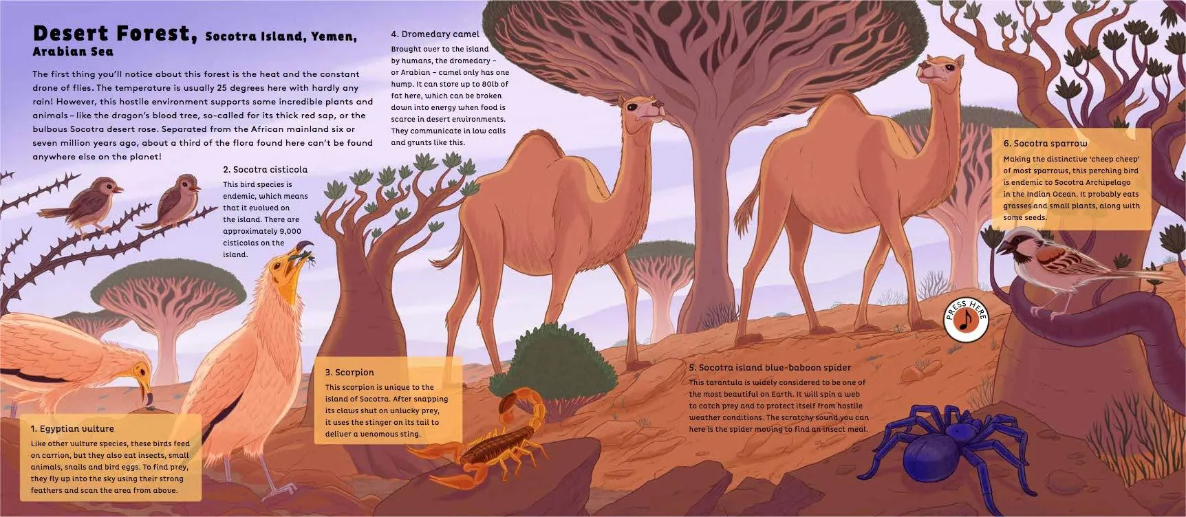Sounds of Nature: World of Forests - Hardcover