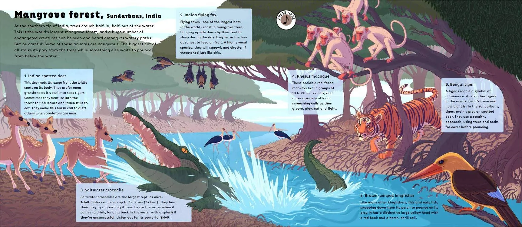 Sounds of Nature: World of Forests - Hardcover
