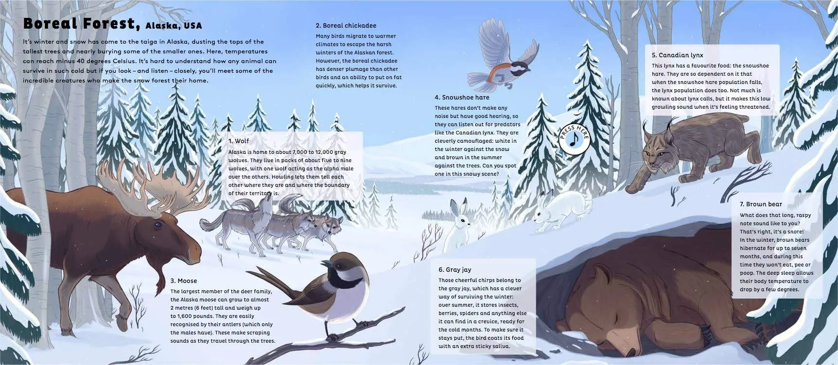 Sounds of Nature: World of Forests - Hardcover