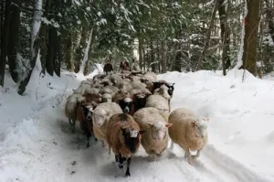 Woolworks Curriculum Guide Grades 3-8 Lesson 1: History Of Sheep